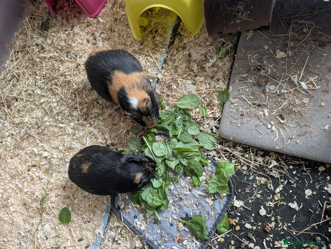 Guinea Pig rodents for sale: Male guineas x 2 in Birmingham - Advert 2