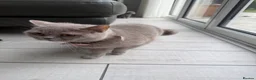British Shorthair cats for sale: Beautiful British Shorthair kittens for sale - Advert 2