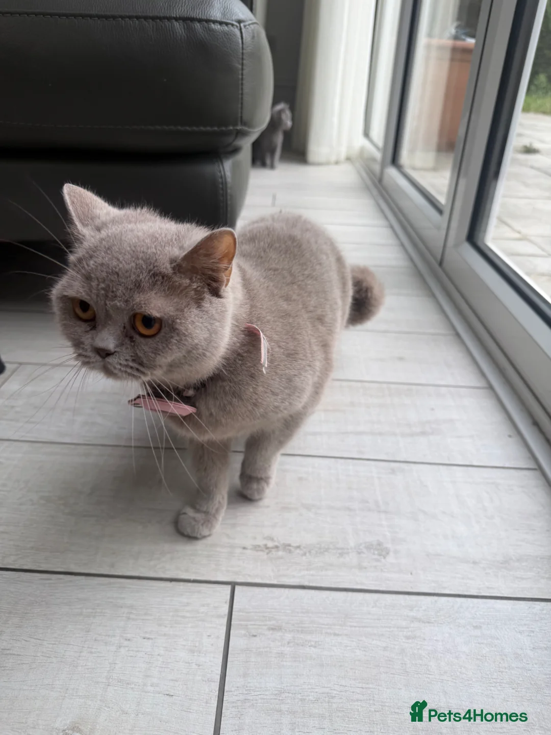 British Shorthair cats for sale: Beautiful British Shorthair kittens for sale - Advert 2
