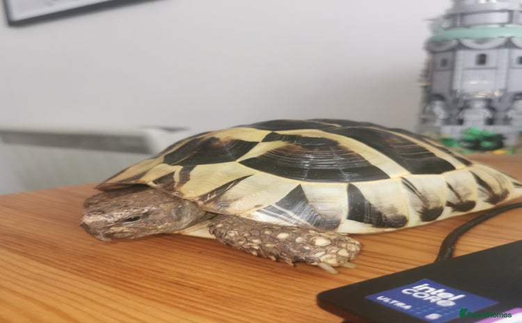 Hermann Tortoise reptiles - Advert 3