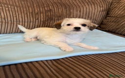 Mixed Breed dogs for sale: ❤️🐶🐾Beautiful Jackapoo & Maltipoo puppies 🐾🐶❤️ - Image 7