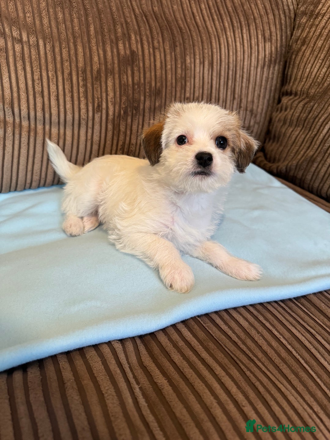 Mixed Breed dogs for sale: ❤️🐶🐾Beautiful Jackapoo & Maltipoo puppies 🐾🐶❤️ - Image 7