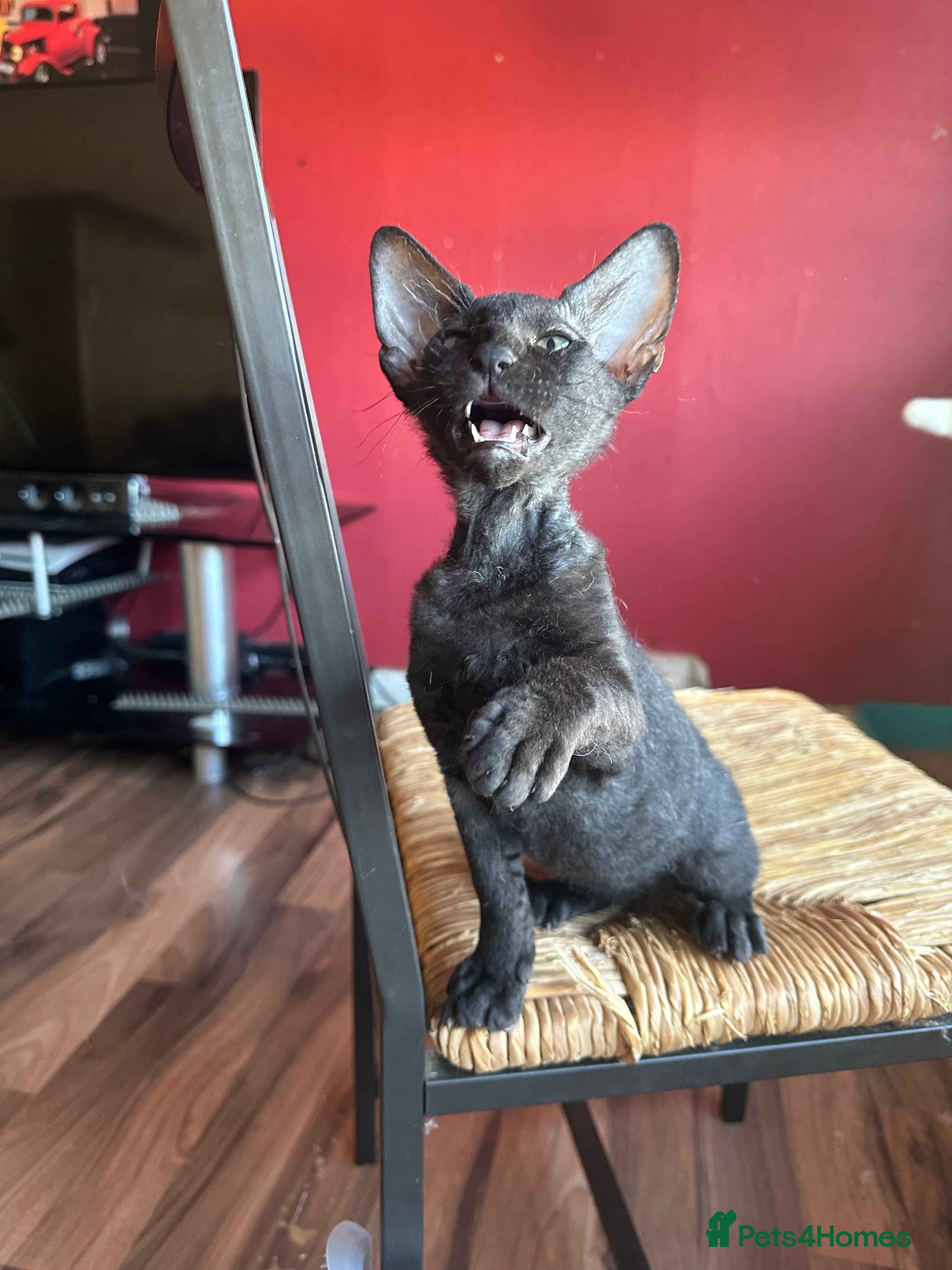 Mixed Breed cats Amazing Crossed Peterbald Kittens !!! Short Hair  - Advert 6