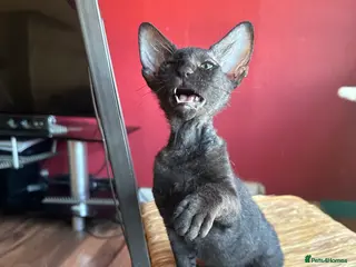 Mixed Breed cats Amazing Crossed Peterbald Kittens !!! Short Hair - Advert 6