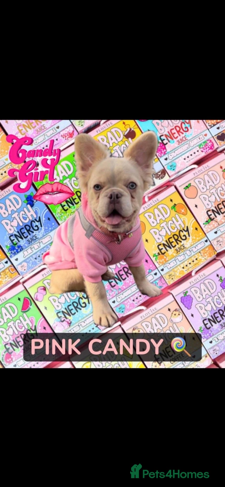 French Bulldog dogs for sale: Fluffy French bulldog  - Advert 1