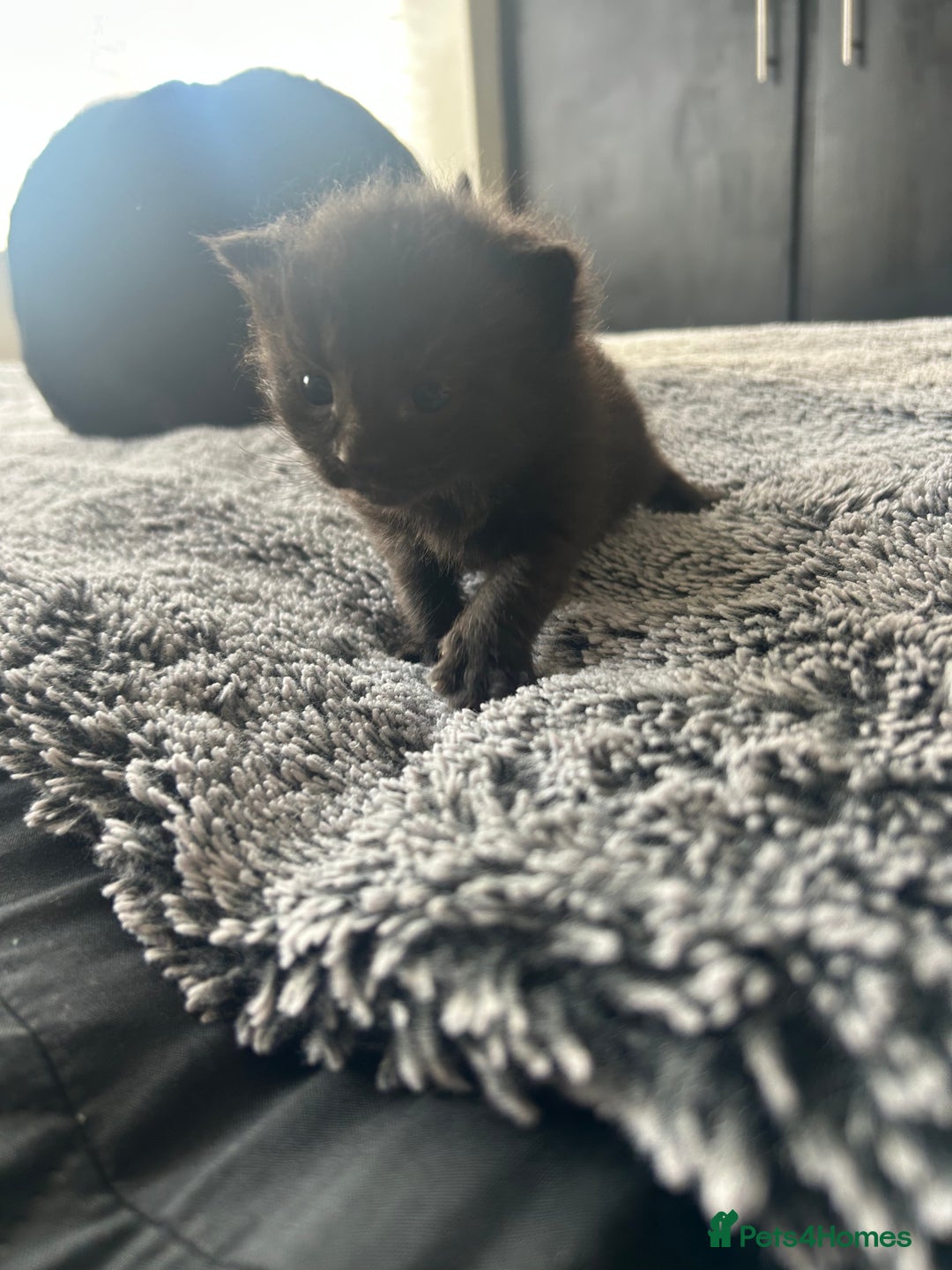 Maine Coon cats for sale: MAINECOON kittens large fluffy  - Image 6