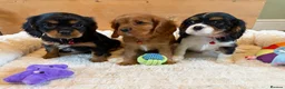 Cavalier King Charles Spaniel dogs for sale: KC Registered and DNA Tested Clear  - Advert 11