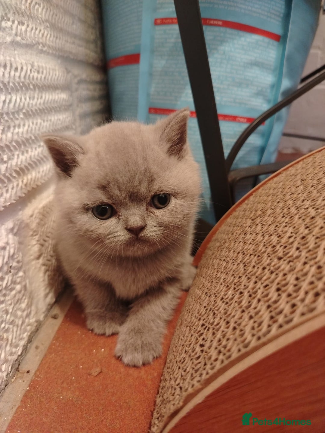 British Shorthair cats for sale: BSH lilac boys and girls, GCCF registered  - Image 15