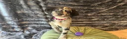 Mixed Breed dogs for sale: Border Collie- Blue Merle x Hungarian Vizsla  - Advert 25