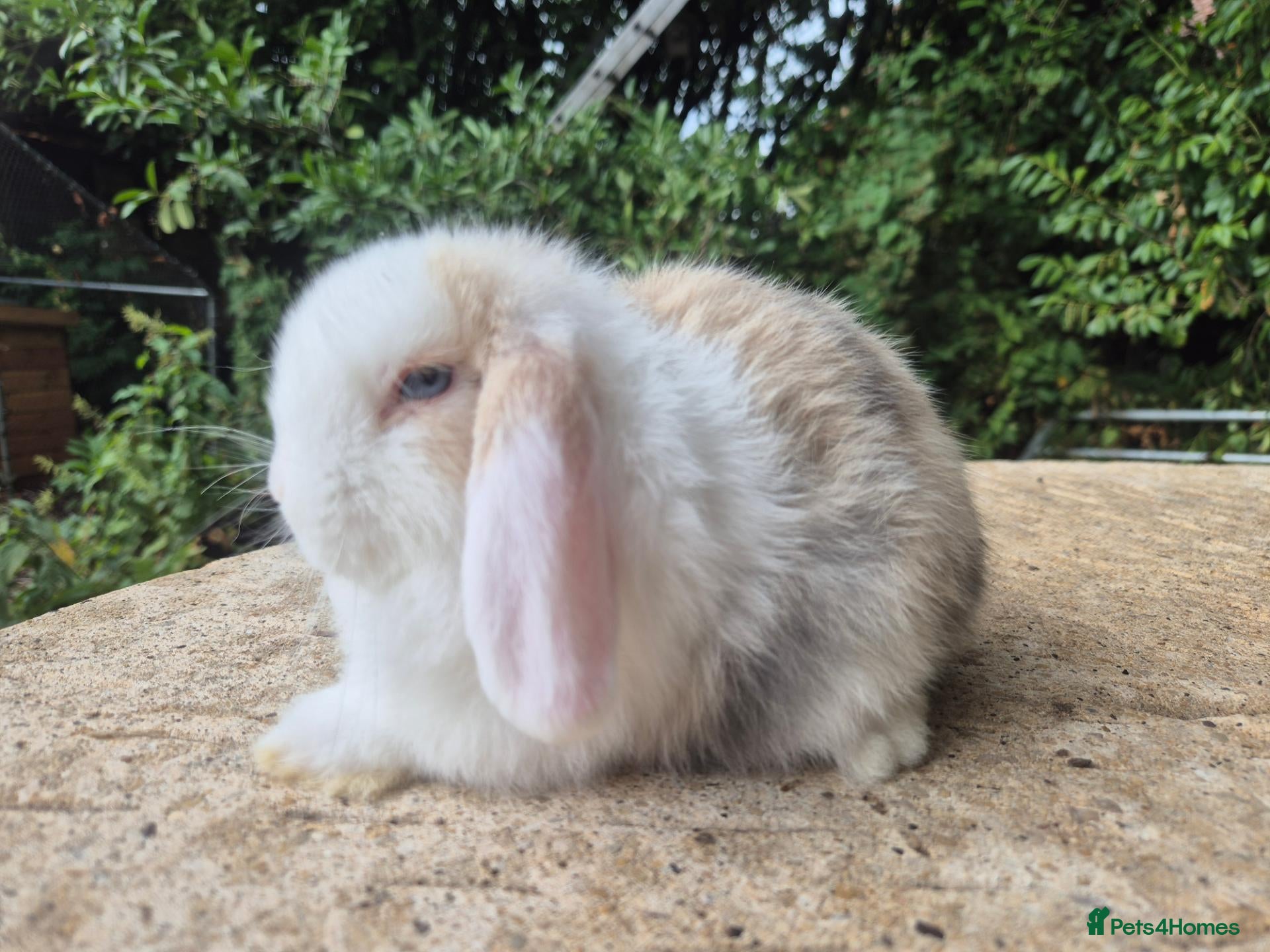 Mini Lop rabbits 🍓Gorgeous mini lop babies 🍓 - Advert 2