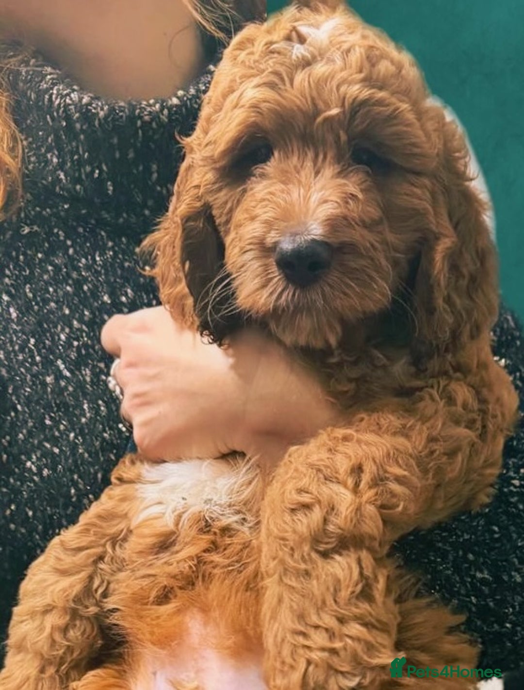 Mixed Breed dogs for sale: Irish doodle x Poodle Pointer puppies. Stunning!!! - Advert 2