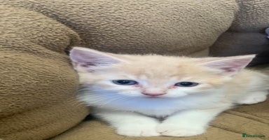 British Shorthair cats - Advert 14