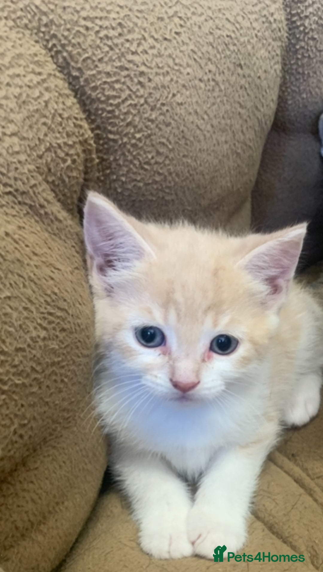 British Shorthair cats for sale: 2 X BOY KITTENS, READY NOW!! 8 WEEKS OLD, - Image 2