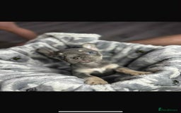 French Bulldog dogs for sale: Lilac tan fluffy carriers frenchie  - Image 5