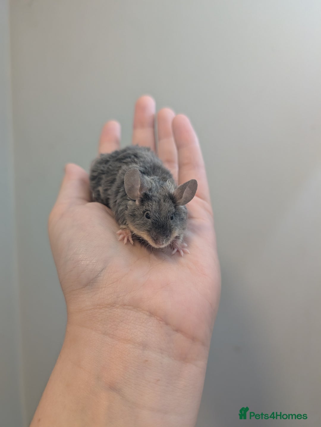 Mouse rodents for sale: Friendly Fancy Mice  - Image 8