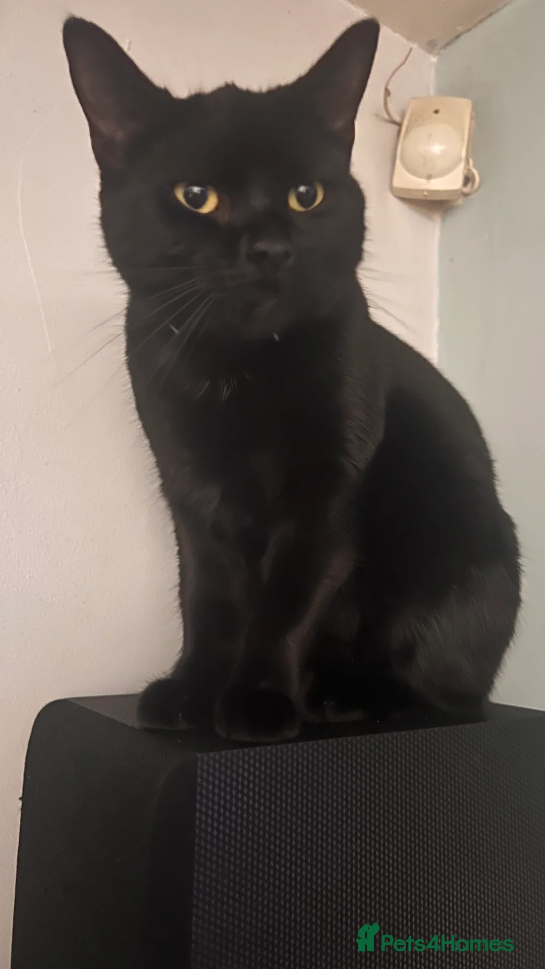 Mixed Breed cats for sale: Maggi  - Advert 2