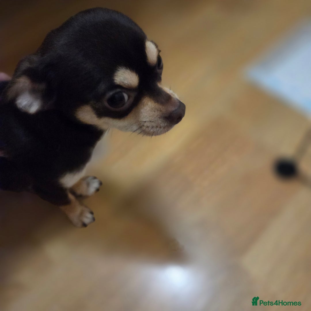 Chihuahua dogs for sale: Chihuahua PUPPY - Advert 4