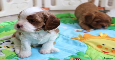 Cavapoo dogs - Advert 4