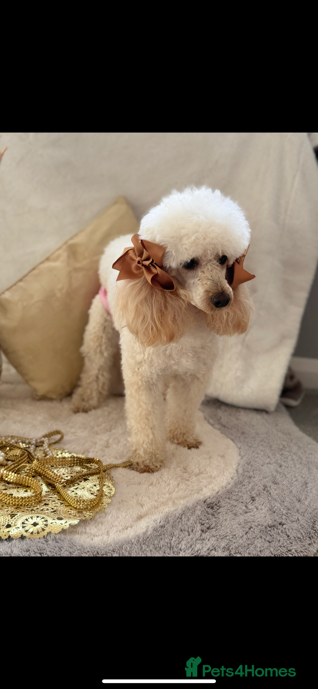 Toy Poodle dogs for sale: Toy Poodle  - Advert 2
