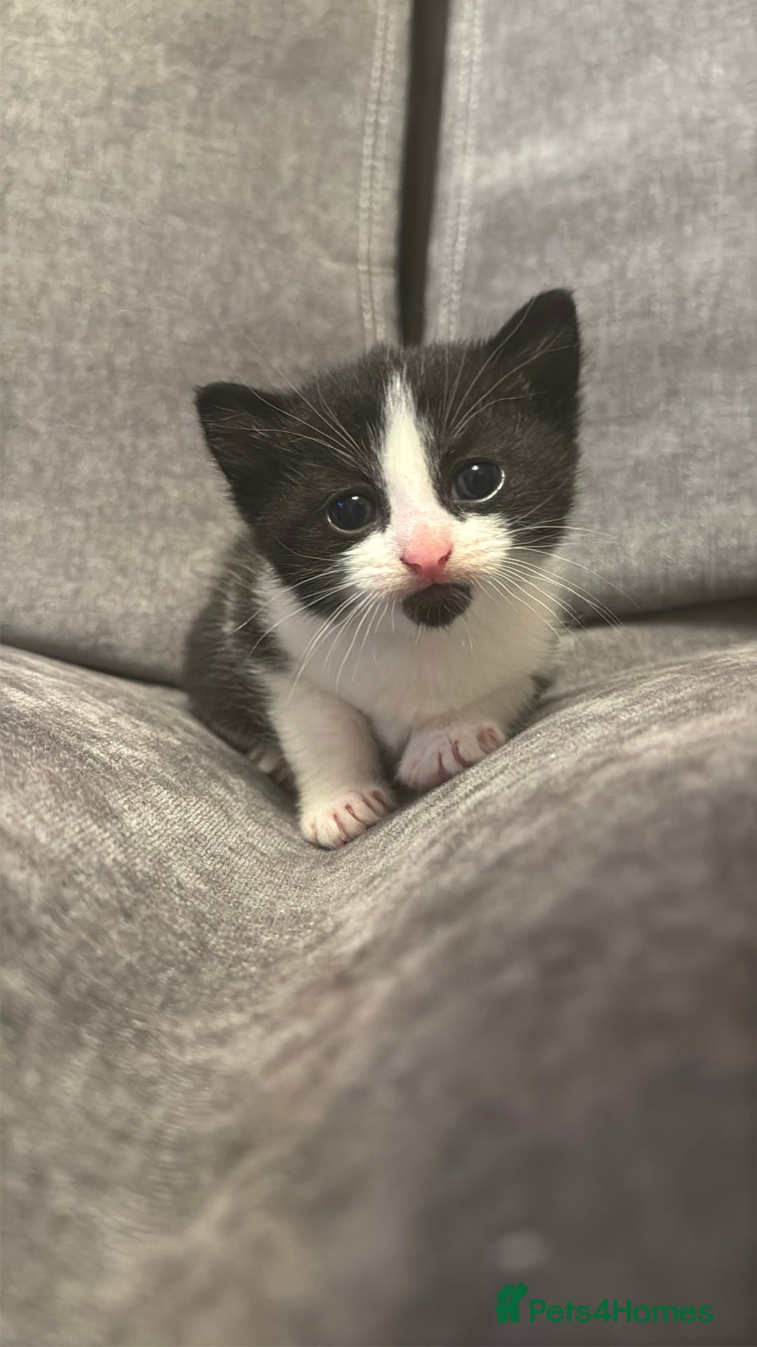 Mixed Breed cats for sale: 3 Beautiful kittens available - Advert 8