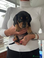 Dachshund dogs Miniature dachshund puppies for sale!!! - Advert 8
