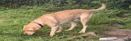 Labrador Retriever dogs for stud: Proven at stud - Advert 2