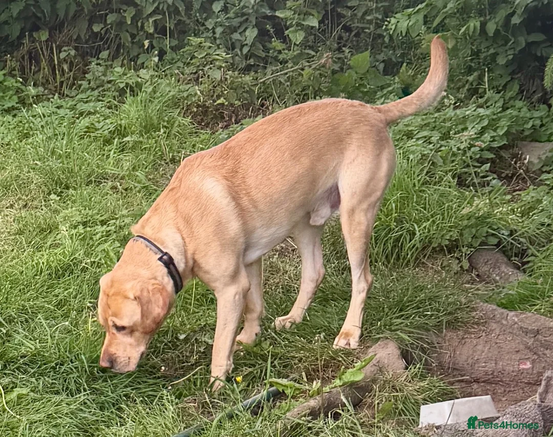 Labrador Retriever dogs for stud: Proven at stud - Advert 2
