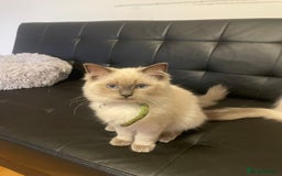 Ragdoll cats for sale:  Ragdoll kittens  - Image 12