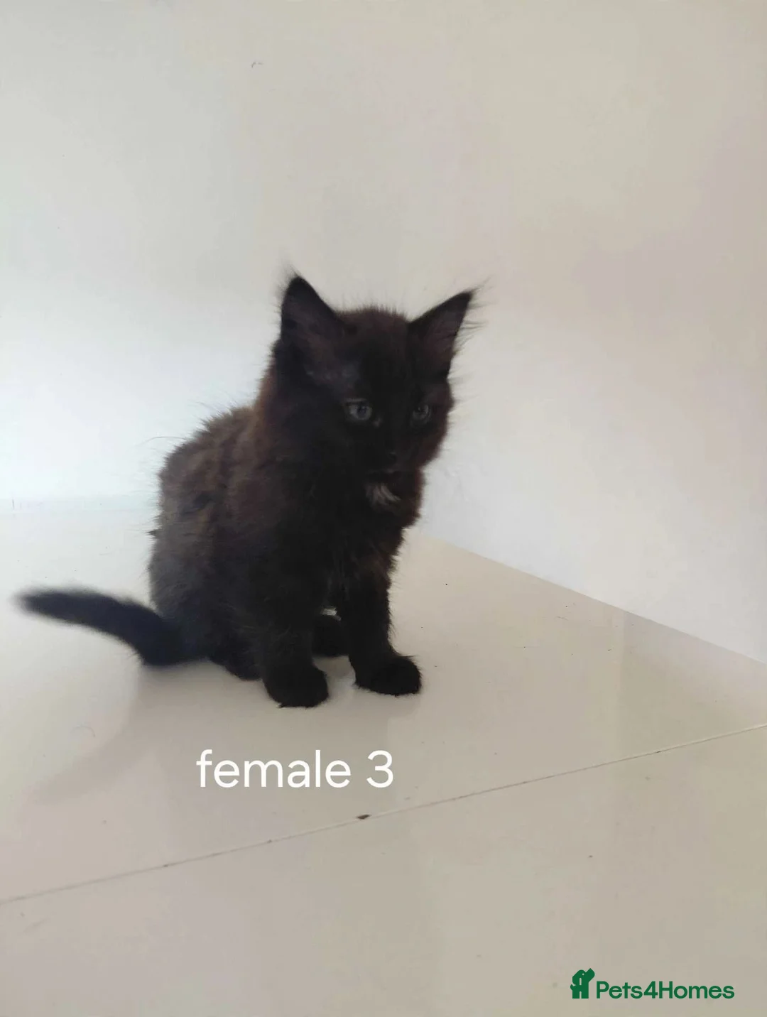 Mixed Breed cats for sale: Adorable kittens  - Advert 4
