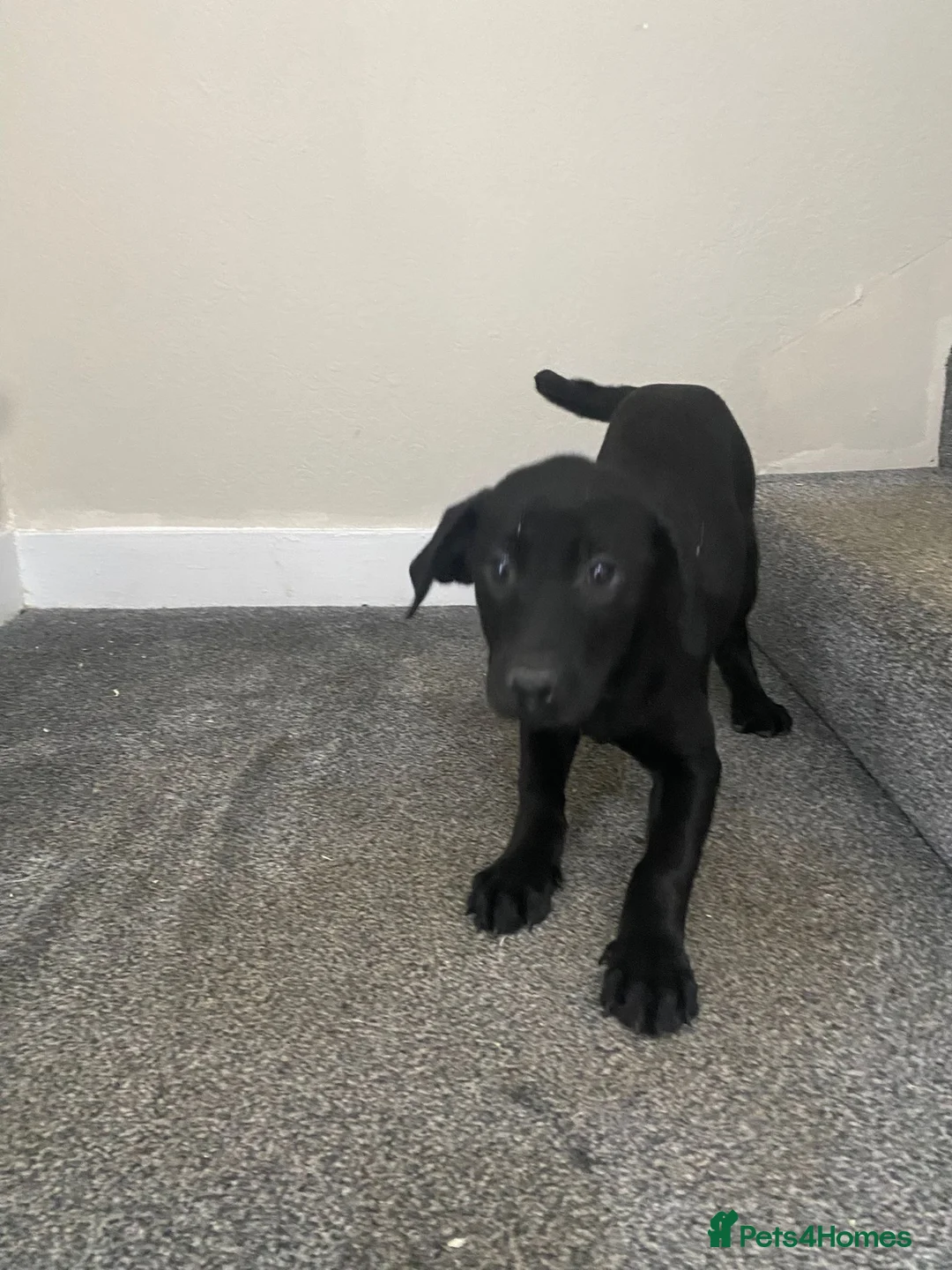 Labrador Retriever dogs for sale: Labrador puppies - Advert 1