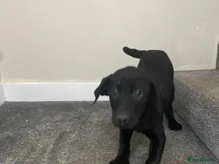 Labrador Retriever dogs Labrador puppies - Advert 2