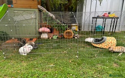 Mini Lop rabbits for sale: ❤️❤️Beautiful minilop bubbies for sale ❤️❤️ - Image 1