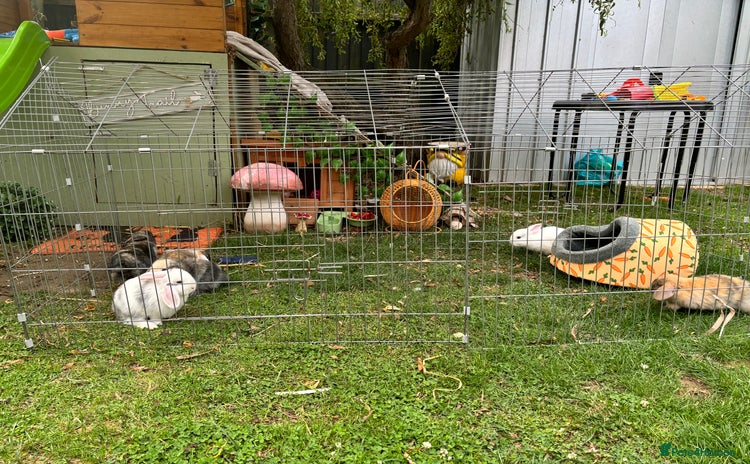 Mini Lop rabbits - Advert 4
