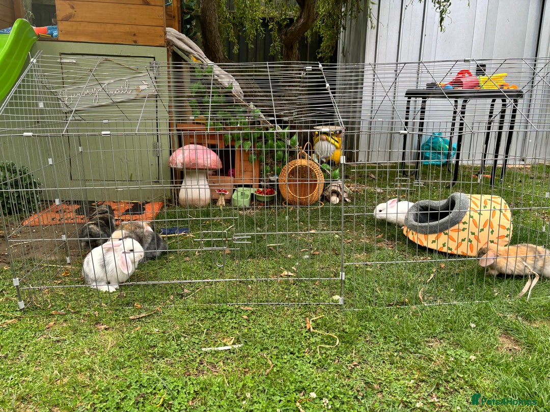 Mini Lop rabbits for sale: ❤️❤️Beautiful minilop bubbies for sale ❤️❤️ - Image 1
