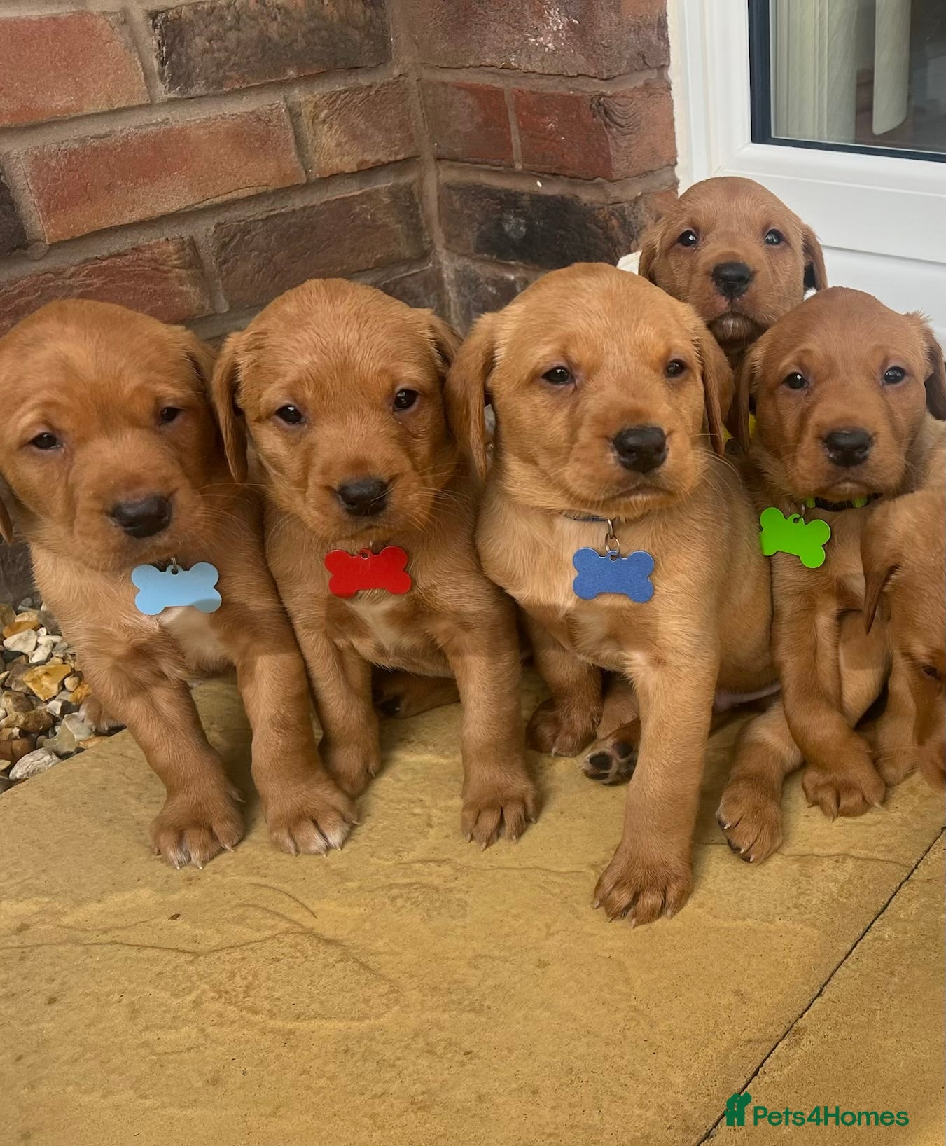 Labrador Retriever dogs KC FOX RED LABRADOR PUPS READY NOW - Advert 9