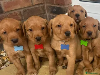 Labrador Retriever dogs KC FOX RED LABRADOR PUPS READY NOW - Advert 9