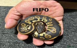 Python Snake reptiles for sale: Baby royal pythons - Advert 2