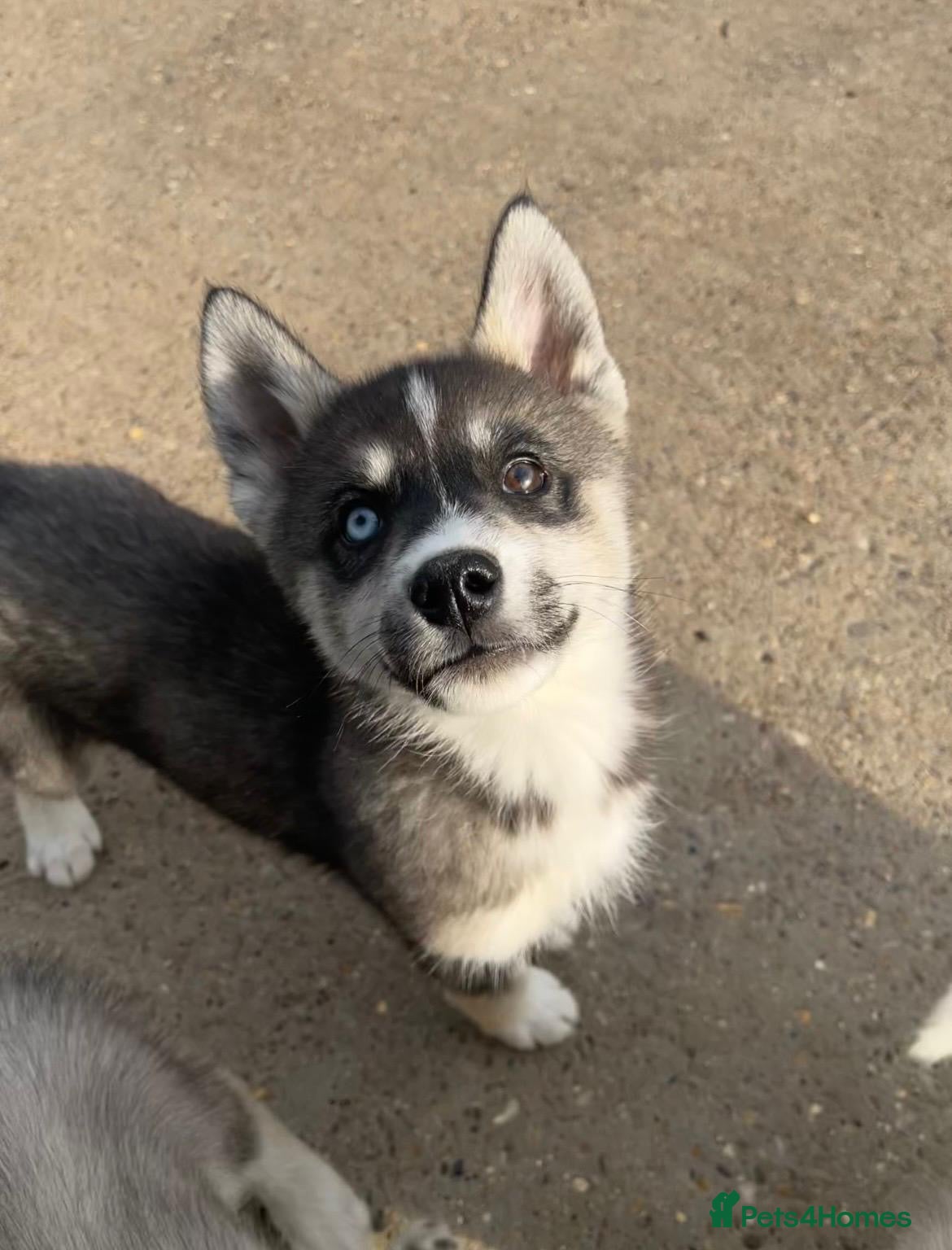 Siberian Husky dogs for sale: Stunning husky puppies  in Boston - Advert 6