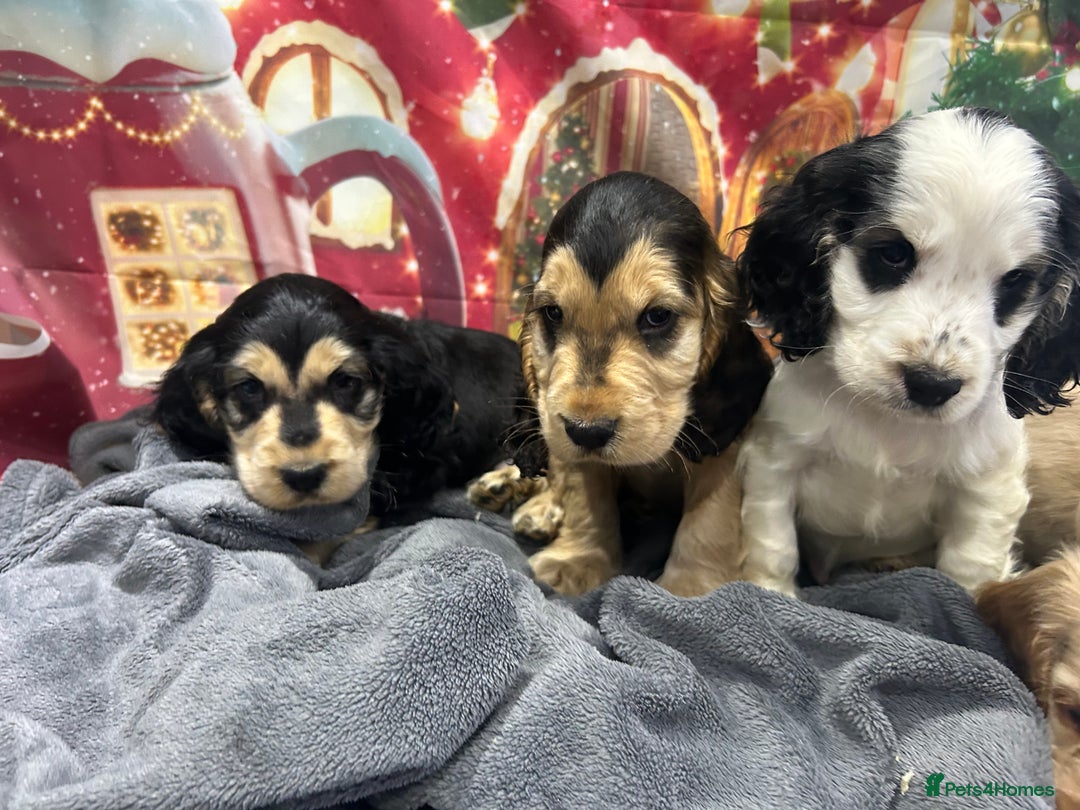 Cocker Spaniel dogs for sale: KC registered, health tested, Show cocker spaniels - Advert 6
