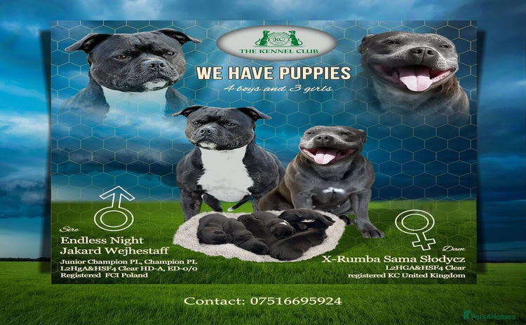 Staffordshire Bull Terrier dogs - Advert 1