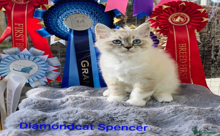 Siberian cats - Advert 2