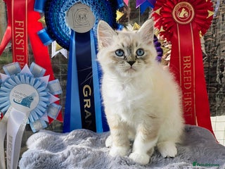 Siberian cats - Advert 5