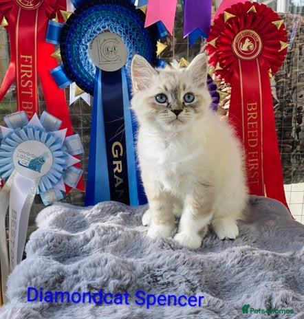Siberian cats - Advert 3