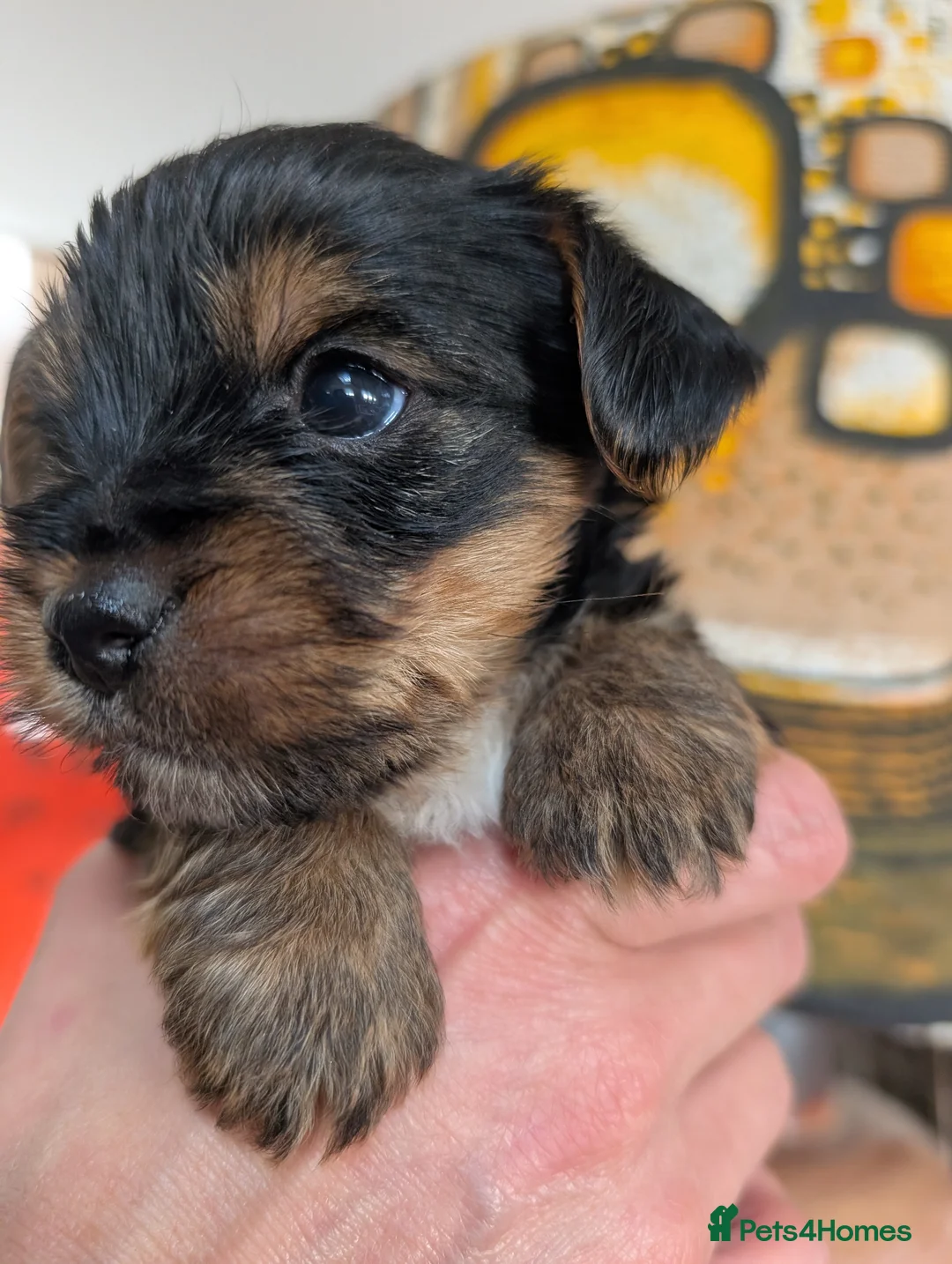 Yorkshire Terrier dogs for sale: Beautiful souls looking for their forever homes ❤️ - Advert 2