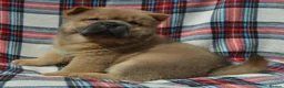 Chow Chow dogs for sale: beautiful smooth and rough coat chow babies - Advert 14