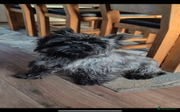 Cairn Terrier dogs for sale: Cairn terrier puppies - ready to go  - Advert 5