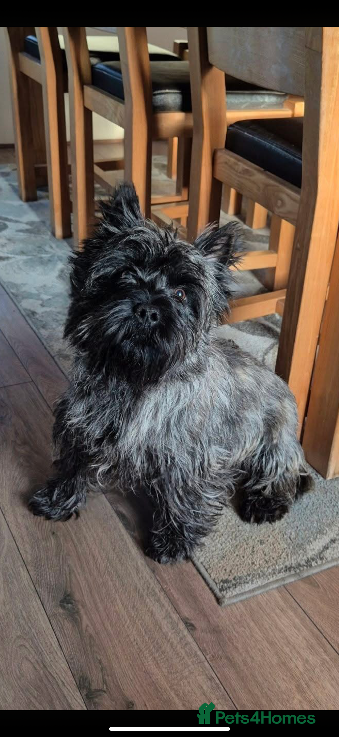 Cairn Terrier dogs for sale: Cairn terrier puppies - ready to go  - Advert 5