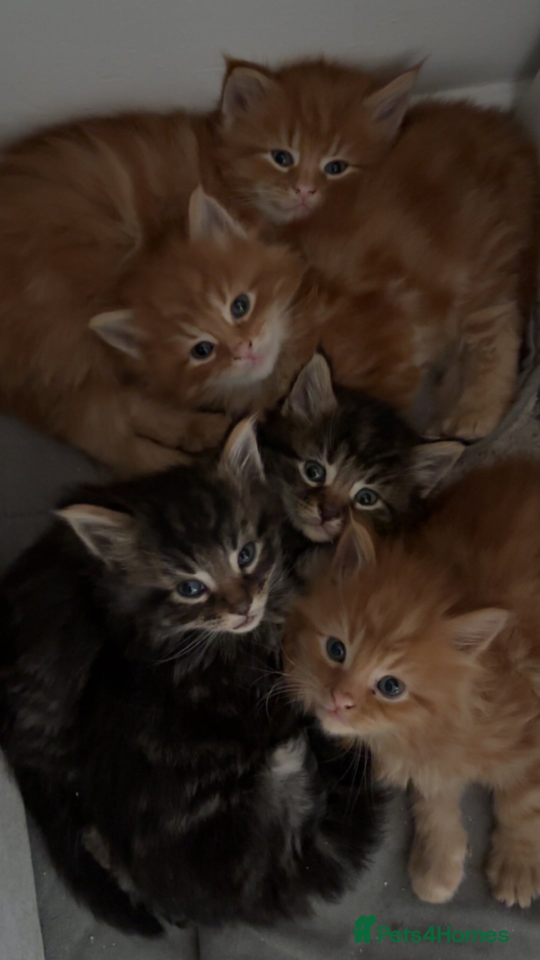 Maine Coon cats for sale: 5 gorgeous 3/4 Maine coon babys - Image 24