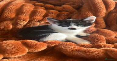 Mixed Breed cats - Advert 12