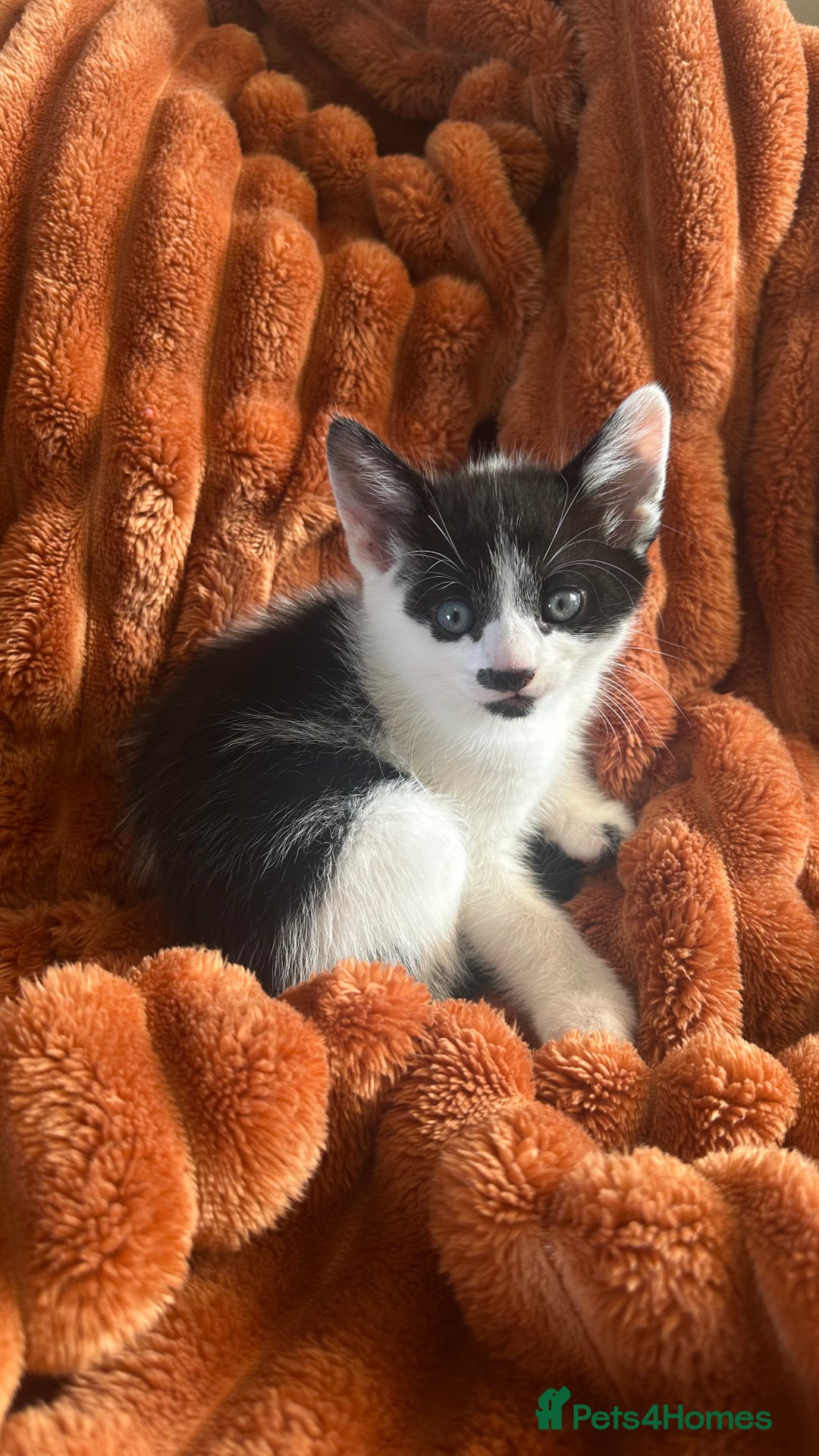 Mixed Breed cats for sale: 5 mixed breed kittens for sale - Image 3